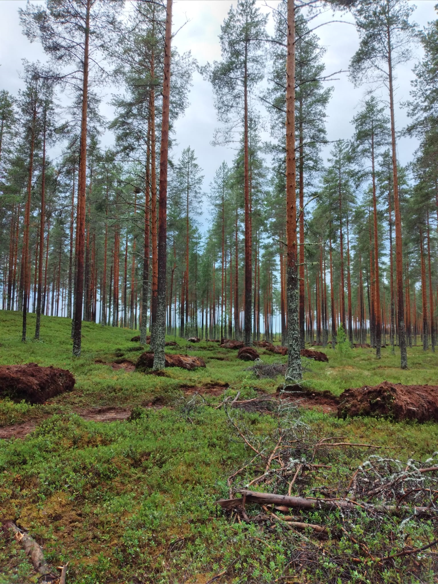Suomen Kunttamestarit Oy