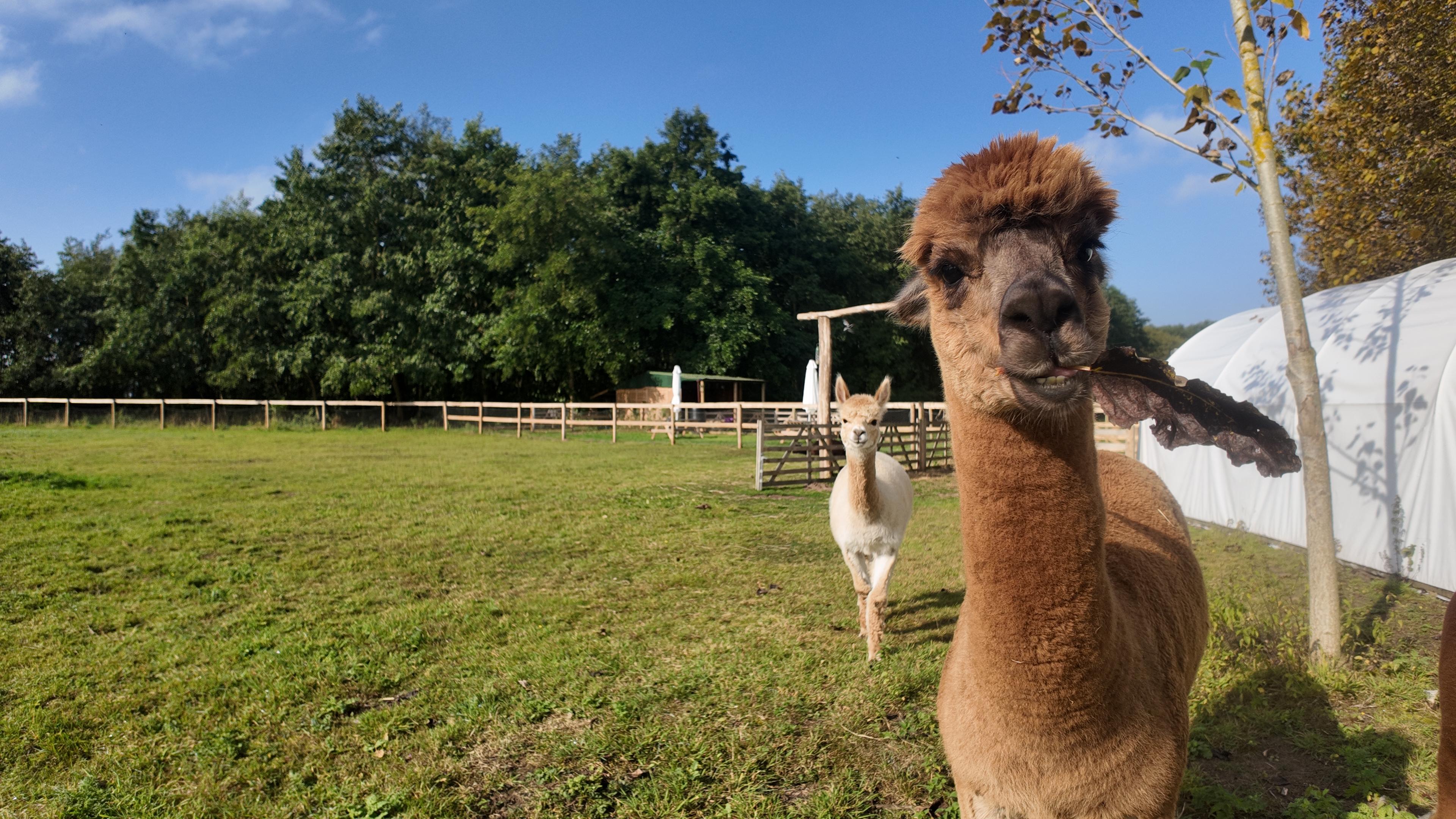 The Darling Woods of May